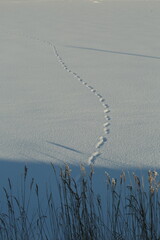 Winter atmospheric landscape with frost-covered dry plants during snowfall. Winter Christmas...