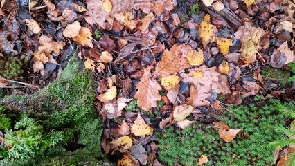 Fallen autumn leaves on the ground with moss and lichen.