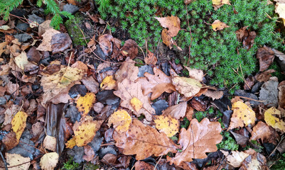 Fallen autumn leaves on the ground with moss and lichen.