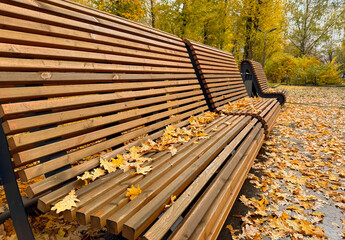 Wooden benches stand covered with yellow autumn leaves.