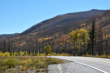 New Growth after Forest Fire