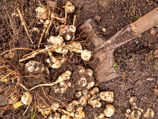 Harvesting of Jerusalem artichoke in the vegetable garden.