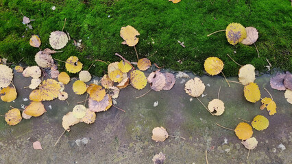 Fallen leaves on the ground in the forest. Autumn background.