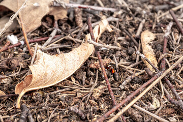 Macro view of red forest ant - Formica rufa - navigating leaf litter and twigs
