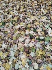 Colorful autumn leaves blanketing the ground in a peaceful park during fall season