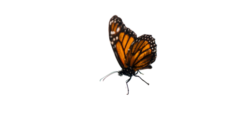 Monarch butterfly with orange wings and black markings on a dark background