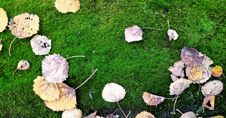 Fallen leaves on the ground in the forest. Autumn background.