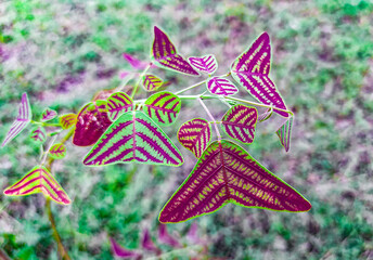 The beautiful leaves are triangular like butterflies.