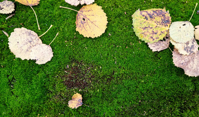 Fallen leaves on the ground in the forest. Autumn background.