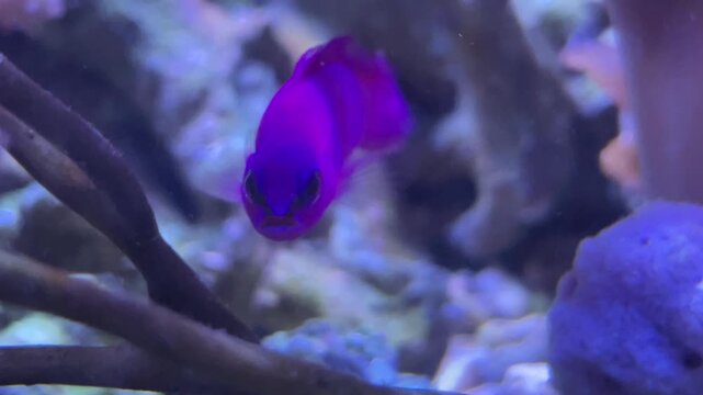 Ein Salomonfisch im Meerwasseraquarium.