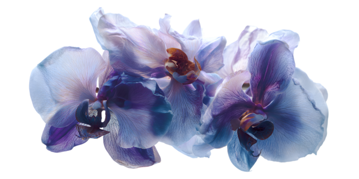 Abstract close up of a delicate purple and white flower against a black background