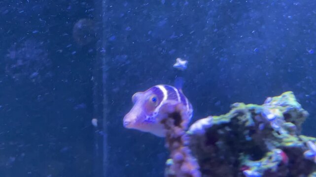 Ein Sattel Kugelfisch im Meerwasseraquarium.
