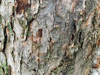 tree bark texture background