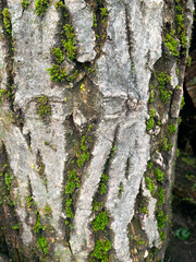 tree bark texture background