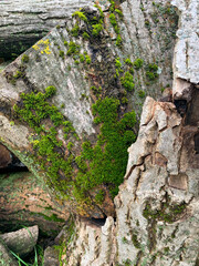 old moss on tree trunk.