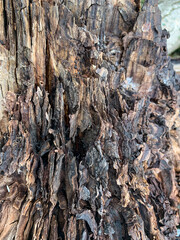 texture of old burnt wood, background