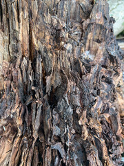texture of old burnt wood, background