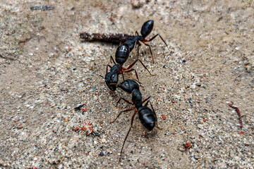 Beautiful macro photo of black ants.