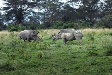 Rhinoceroses in the savannah. Kenya