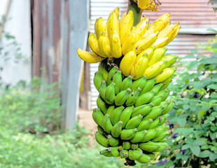 Bunch of ripe bananas on the tree display a natural gradation of shades from green to yellow in a rustic garden.
