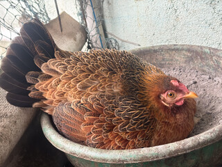 Colorful Holland Welsummer Red Partridge chicken The hen is sitting to incubate the egg. 
