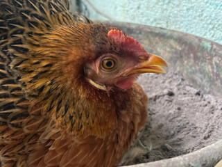 Colorful Holland Welsummer Red Partridge chicken The hen is sitting to incubate the egg. 