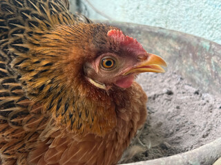 Colorful Holland Welsummer Red Partridge chicken The hen is sitting to incubate the egg. 