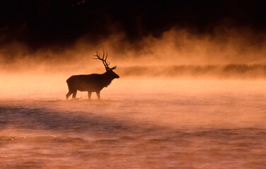 Elk crossing Madison River in Yellowstone National Park
