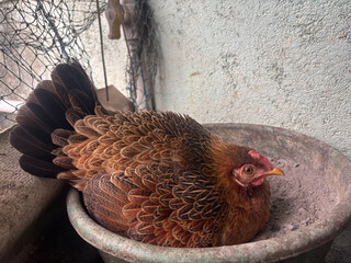 Colorful Holland Welsummer Red Partridge chicken The hen is sitting to incubate the egg. 