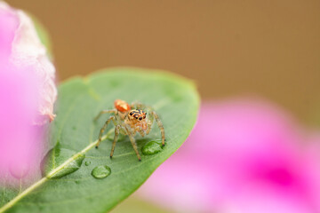 fly on leaf