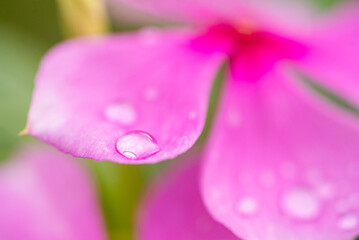 pink flower with water drops