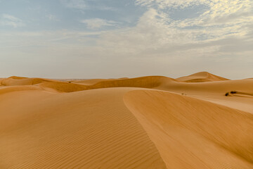 The Golden Desert

In these parts of the world, sand deserts and giant dunes form. Rainfall is less than 250mm, and sandstorms are common, accompanied by strong winds that can last for days. Beautiful