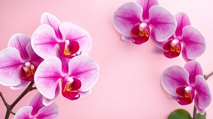 Obraz premium Delicate pink orchids with dark red centers are arranged on a soft, pastel pink background creating a visually appealing floral composition for various designs.