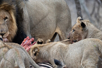 a male lion and lion pride feeding on a zebra carcass