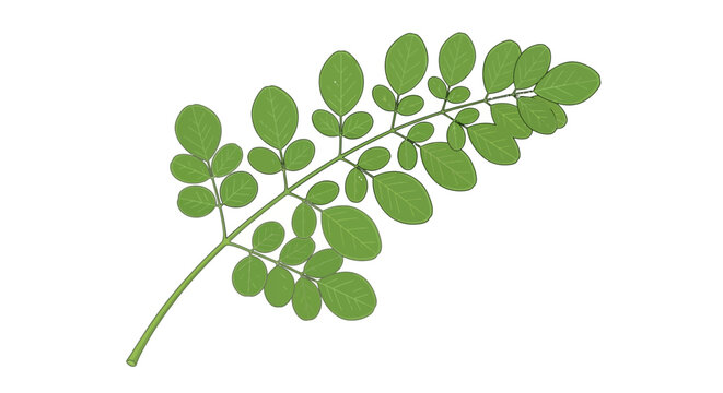Botanical illustration of moringa oleifera leaves on a white background displaying simplicity and