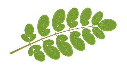 Fototapeta premium Stylized illustration of a vibrant green acacia branch with multiple leaflets