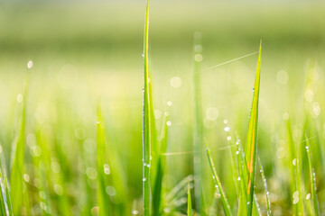 Obraz premium Spiderweb with Dew Drops in a Rice Field