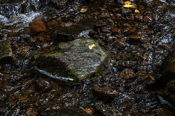 Solitary autumn leaf resting on stone in Nordic forest stream