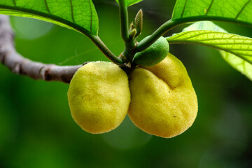 monkey jack or monkey fruit in the jungle © MANKESH