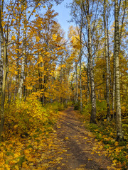Autumn park, trees with yellow leaves