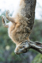 Wild hare, hunting trophy against the background of green autumn grass