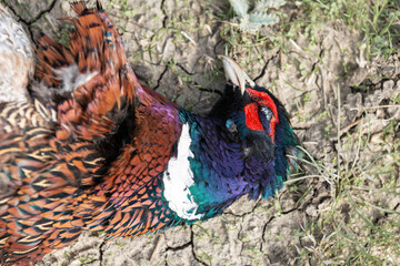 An adult rooster pheasant lies on the grass. Hunting trophy