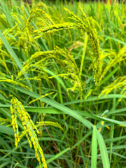 Close up and macro of a bunch of a young rice grain, rice flowers and natural and green rice paddy field 