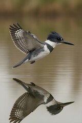 Obraz premium Side-on flight freeze of a belted kingfisher mid-hover over glassy water, coverts and secondaries razor-resolved, fish-eye reflections below