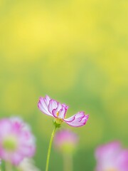 Fototapeta premium 鮮やかでかわいいピンクの縁取りのコスモスのポートレート。黄色いコスモスの背景。自然風景。縦構図。コピースペース