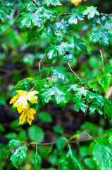 Obraz premium Wet Maple Leaves with Yellow Autumnal Leaves