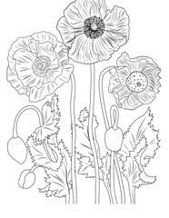 Poppy flowers
