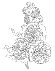 Double Hollyhock ink illustration