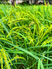 Close up and macro of a bunch of a young rice grain, rice flowers and natural and green rice paddy field 