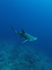 Obraz premium A sleek grey shark gracefully glides through the deep blue ocean waters, its streamlined body a testament to its predatory prowess in the marine environment.